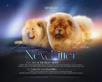 Litter coming import parents , a  Chow Chow for sale in Locust Grove, OK – 1 of 2