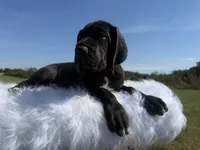 Mia(Full Euro Amazing Female!!!), a female Great Dane for sale in Locust Grove, OK – 1 of 7