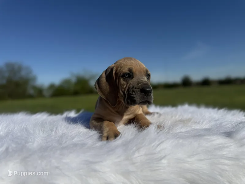 Luna(full euro) – Great Dane puppy for sale in Locust Grove, OK