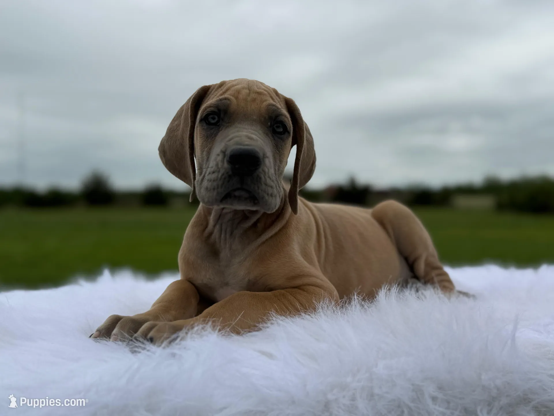 Lycan(full euro), a male Great Dane for sale in Locust Grove, OK – Photo 1 of 2