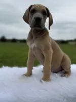 Lycan(full euro), a male Great Dane for sale in Locust Grove, OK – Photo 2 of 2