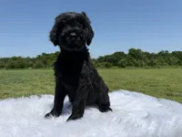 Dejan(Champion Import Parents), a female Giant Schnauzer for sale in Locust Grove, OK – 2 of 2