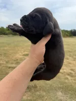 Rugar (Full Euro), a male Great Dane for sale in Locust Grove, OK – 3 of 4