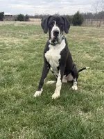 Tank(Euro) , a male Great Dane for sale in Locust Grove, OK – Photo 5 of 5