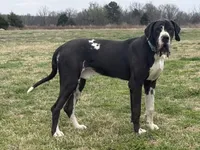 Tank(Euro) , a male Great Dane for sale in Locust Grove, OK – Photo 3 of 5