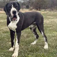 Tank(Euro) , a male Great Dane for sale in Locust Grove, OK – Photo 1 of 5