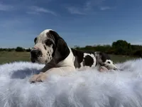 Vincent(Full Euro blue eye harlequin), a male Great Dane for sale in Locust Grove, OK – 6 of 6