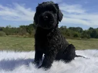 James(champion sire/ w/tail), a male Giant Schnauzer for sale in Locust Grove, OK – 3 of 7