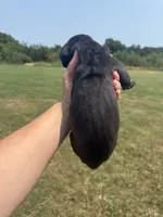 Mia(Full Euro), a female Great Dane for sale in Locust Grove, OK – 3 of 3