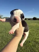 Lucien(Full euro), a male Great Dane for sale in Locust Grove, OK – Photo 1 of 2