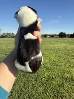 Lucien(Full euro), a male Great Dane for sale in Locust Grove, OK – Photo 2 of 2