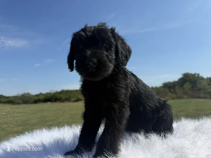 Ronald (Champion Parents) – Giant Schnauzer puppy for sale in Locust Grove, OK