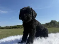Ronald (Champion Parents), a male Giant Schnauzer for sale in Locust Grove, OK – 1 of 2
