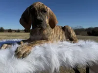 Nemo(brindle Euro), a male Great Dane for sale in Locust Grove, OK – Photo 3 of 3