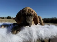 Nemo(brindle Euro), a male Great Dane for sale in Locust Grove, OK – Photo 2 of 3