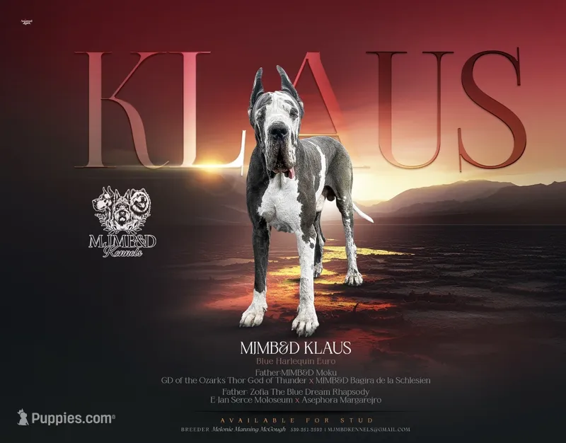 Klaus(Euro) – Great Dane puppy for sale in Locust Grove, OK