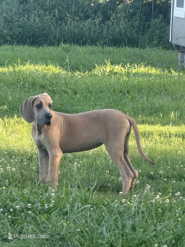Jenny(Full Euro)  – Great Dane puppy for sale in Locust Grove, OK