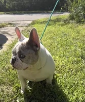 Chyna(Import from Russia), a female French Bulldog for sale in Locust Grove, OK – 1 of 2