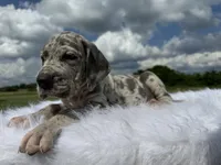 Lyla (Full Euro), a female Great Dane for sale in Locust Grove, OK – 2 of 2