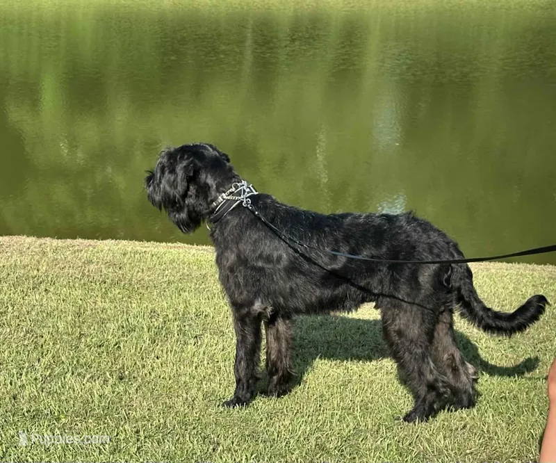 Vidor(Import Working Line) – Giant Schnauzer puppy for sale in Locust Grove, OK
