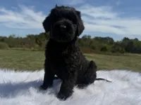 James(champion sire/ w/tail), a male Giant Schnauzer for sale in Locust Grove, OK – 5 of 7