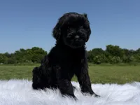 Arelia(Imported Champion Parents), a female Giant Schnauzer for sale in Locust Grove, OK – 1 of 2