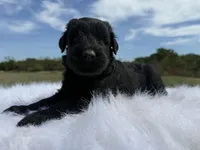 Ronaldo (Top Bloodlines), a male Giant Schnauzer for sale in Locust Grove, OK – 3 of 5