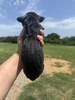 Val(Full Euro), a female Great Dane for sale in Locust Grove, OK – 2 of 3