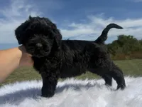 James(champion sire/ w/tail), a male Giant Schnauzer for sale in Locust Grove, OK – 1 of 7
