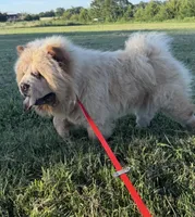 Imported Parents, a  Chow Chow for sale in Locust Grove, OK – 3 of 4