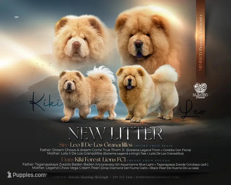 Imported Parents – Chow Chow puppy for sale in Locust Grove, OK