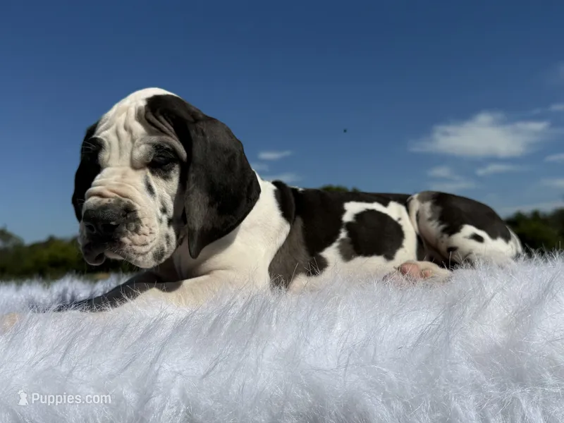 Vincent(Full Euro blue eye harlequin) – Great Dane puppy for sale in Locust Grove, OK