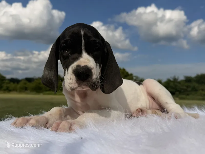 Pie(Full Euro) – Great Dane puppy for sale in Locust Grove, OK