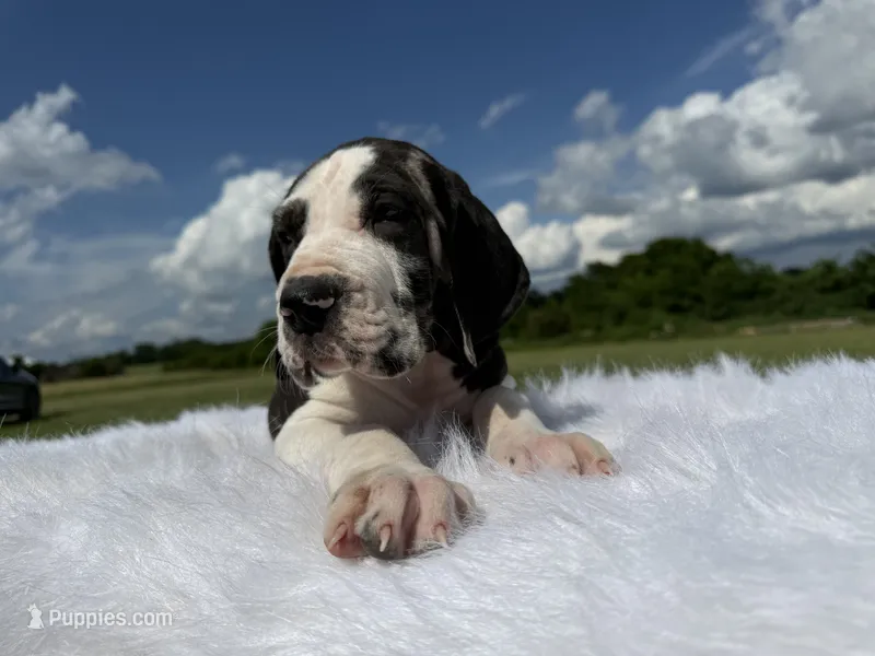 Sylvester(Full Euro harlequin) – Great Dane puppy for sale in Locust Grove, OK