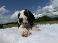 Sylvester(Full Euro harlequin), a male Great Dane for sale in Locust Grove, OK – 1 of 3