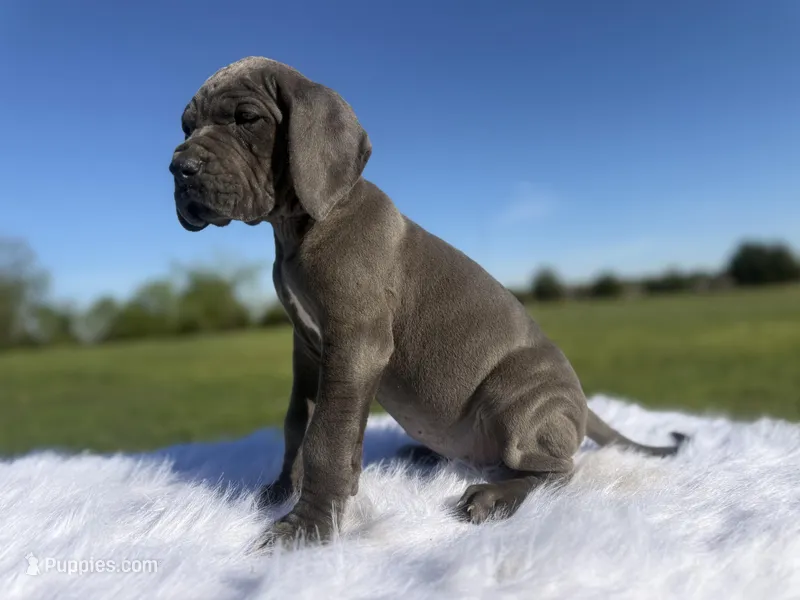 Lillith(FullEuro) – Great Dane puppy for sale in Locust Grove, OK
