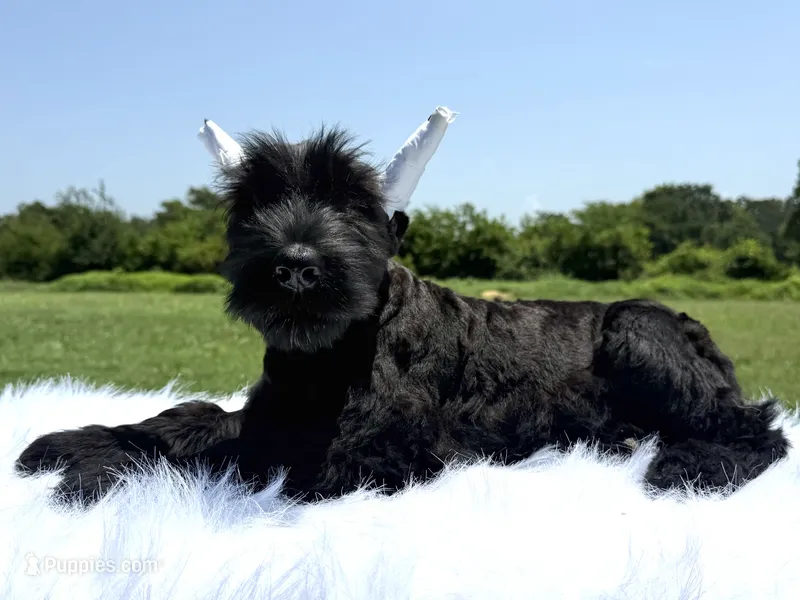 Dejan(Cropped Champion Import parents) – Giant Schnauzer puppy for sale in Locust Grove, OK