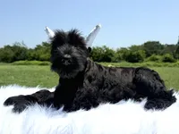 Dejan(Cropped Champion Import parents), a male Giant Schnauzer for sale in Locust Grove, OK – 1 of 1