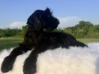 Mario(Champion Import Parents), a male Giant Schnauzer for sale in Locust Grove, OK – 5 of 5