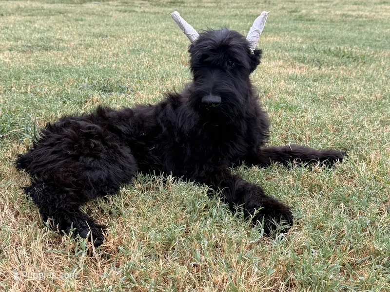 Luisa(Champion Parents Cropped)  – Giant Schnauzer puppy for sale in Locust Grove, OK