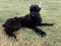 Luisa(Champion Parents Cropped) , a female Giant Schnauzer for sale in Locust Grove, OK – 1 of 1