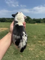 Lucifer(Full Euro harlequin), a male Great Dane for sale in Locust Grove, OK – 4 of 5
