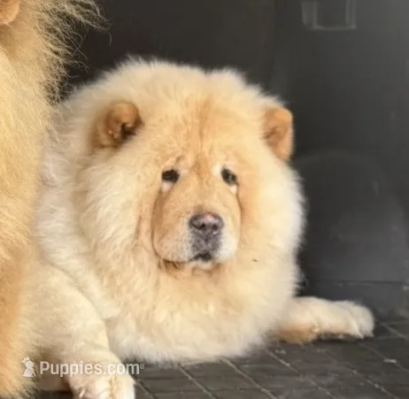 Allison (Import) – Chow Chow puppy for sale in Locust Grove, OK
