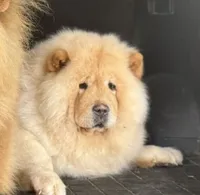 Allison (Import), a female Chow Chow for sale in Locust Grove, OK – 1 of 1