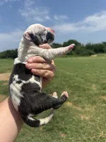 Lucifer(Full Euro harlequin), a male Great Dane for sale in Locust Grove, OK – 5 of 5