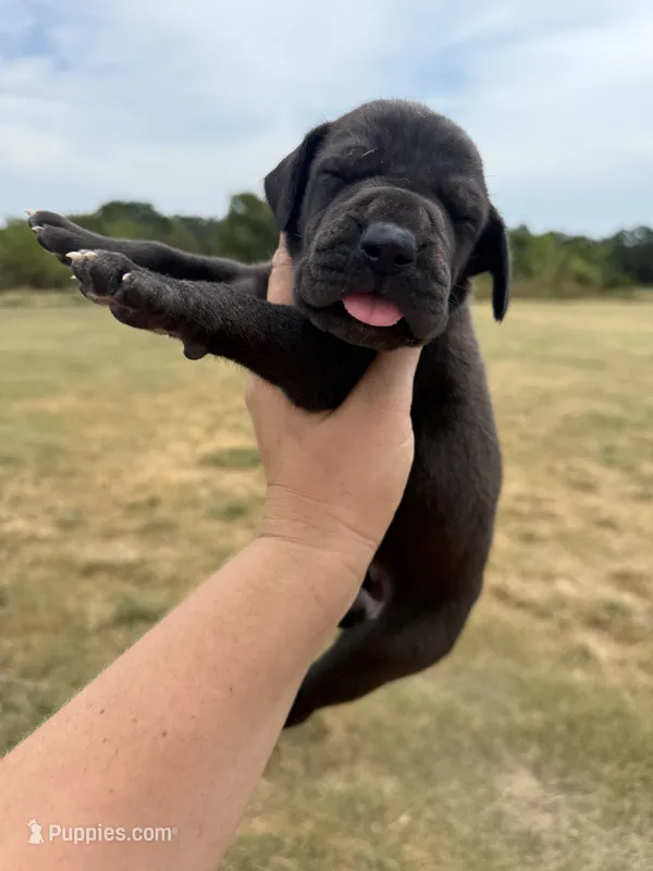 Rugar (Full Euro) – Great Dane puppy for sale in Locust Grove, OK