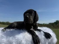 Mia(Full Euro Amazing Female!!!), a female Great Dane for sale in Locust Grove, OK – 6 of 7