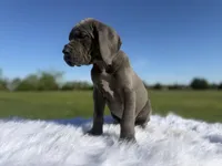 Romona (Full Euro) , a female Great Dane for sale in Locust Grove, OK – Photo 2 of 4