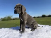 Romona (Full Euro) , a female Great Dane for sale in Locust Grove, OK – Photo 4 of 4