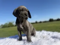 Romona (Full Euro) , a female Great Dane for sale in Locust Grove, OK – Photo 3 of 4